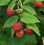 Image result for Rubus idaeus Willamette