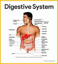 Image result for alimentary system