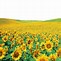 Image result for Sunflower Lock Screen