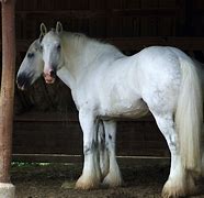 Image result for Big Shire Horse