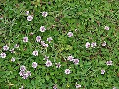 Image result for Phyla nodiflora