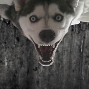Image result for Scary Dog Staring