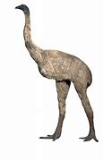 Image result for dinornis