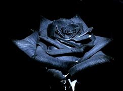 Image result for Black and Rose Gold iPhone Wallpaper