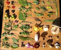 Image result for Identifying Wild Edible Plants