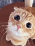 Image result for Super Sad Cat