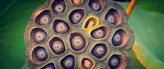 Image result for Trypophobia Patterns