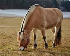 Image result for Smallest Draft Horse Breeds