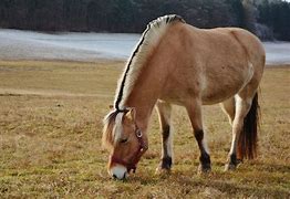 Image result for Small Draft Horse Breeds