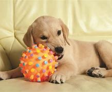 Image result for Best Tiny Puppy Chew Toys