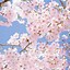 Image result for Cherry Blossom Aesthetic Art Wallpaper