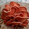 Image result for Fresh Oyster Mushrooms