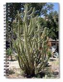 Image result for Big Cactus