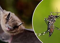 Image result for Bats Mosquitoes