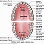 Image result for Facts About Your Mouth