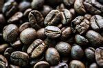 Image result for Black Ivory Elephant Coffee