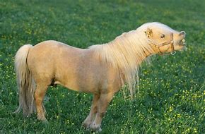 Image result for Small Horse Breeds