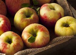 Image result for honey crisp apples