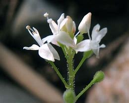 Image result for Circaea alpina