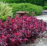Image result for Red Leaf Ground Cover Plants