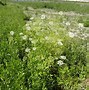 Image result for Sium latifolium