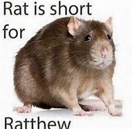 Image result for Person Aggresively Holding Rat Meme