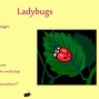 Image result for Stages of Insect Life Cycle
