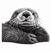 Image result for Sea Otter Graphic