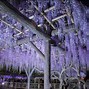 Image result for Blooming Wisteria