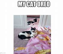 Image result for Oreo Meme Cat Version