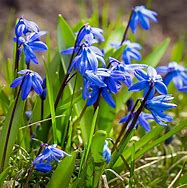 Image result for Scilla sibirica Spring Beauty