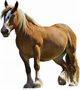 Image result for Eshay Horse No Background