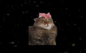 Image result for Shooting Stars Meme Cat