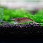 Image result for Caridina Typus