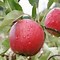 Image result for Candy Apple Red