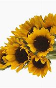 Image result for Fresh Sunflowers