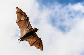 Image result for Bats in the Sky Northeast United States