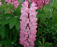 Image result for Lupinus Blossom ®