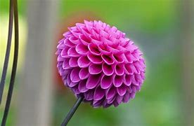Image result for Every Flower in the World