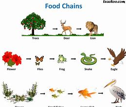 Image result for Plant Food Chain
