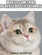 Image result for Pistachio Cat Meme