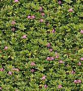 Image result for Flower Hedge Texture