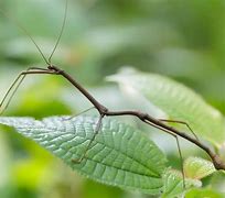 Image result for Stick Insects UK