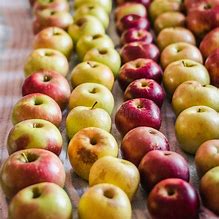 Image result for Autumn Apples