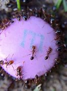 Image result for Common Ant