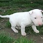 Image result for Miniature Bull Terrier Dogs