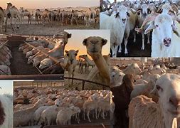 Image result for Farm Animals in Saudi Arabia