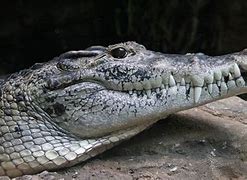 Image result for New Guinea Crocodile