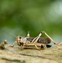 Image result for Kinds of Crickets