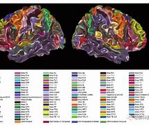 Image result for CC200 Brain Atlas